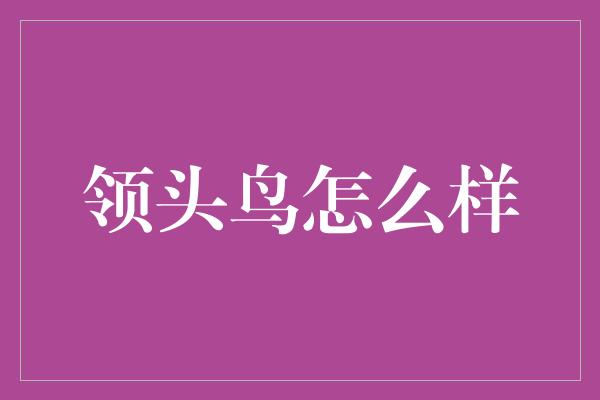 领头鸟怎么样